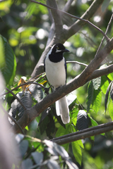 Cyanocorax mystacalis