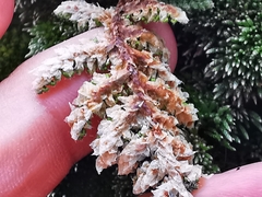 Myriopteris windhamii