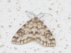 Parallage inconcinna