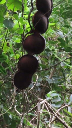 African Dream Herb (Entada rheedei)