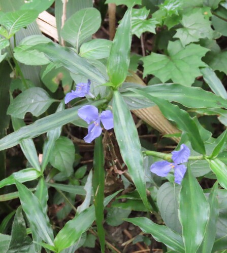 Coleotrype natalensis, photograph 2