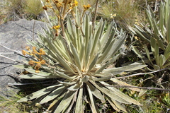 Espeletia boyacensis