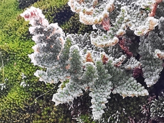 Myriopteris windhamii