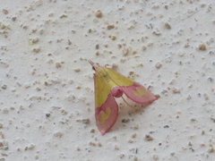 Choristostigma perpulchralis