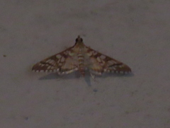 Epipagis fenestralis