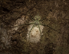 Tamopsis tweedensis