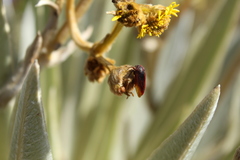 Espeletia boyacensis
