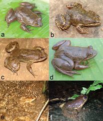 Kaman Camara's Slippery Frog photo 1