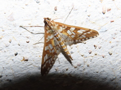 Epipagis fenestralis