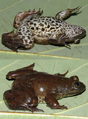 Kaman Camara's Slippery Frog photo 2