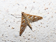 Epipagis fenestralis