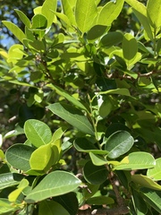 Margaritaria discoidea nitida