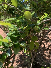 Margaritaria discoidea nitida