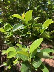 Margaritaria discoidea nitida