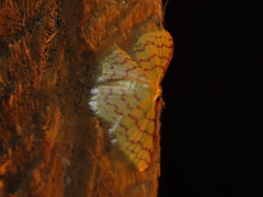 Idaea similinea