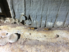 Camponotus variegatus