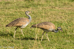 Eupodotis senegalensis