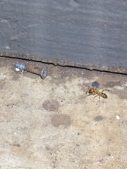 Camponotus variegatus