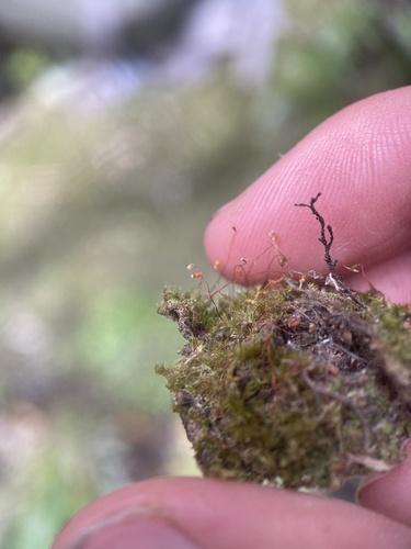Rhaphidorrhynchium amoenum observed 2025-11-02
