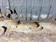 Camponotus variegatus