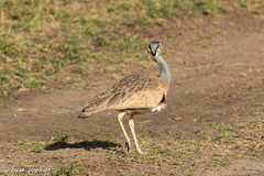 Eupodotis senegalensis