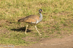 Eupodotis senegalensis