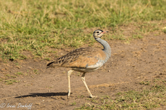 Eupodotis senegalensis