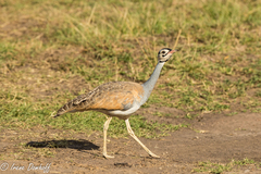 Eupodotis senegalensis