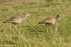 Eupodotis senegalensis