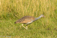 Eupodotis senegalensis