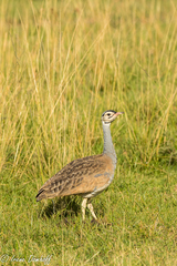 Eupodotis senegalensis