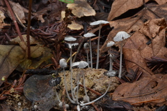 Coprinopsis stercorea