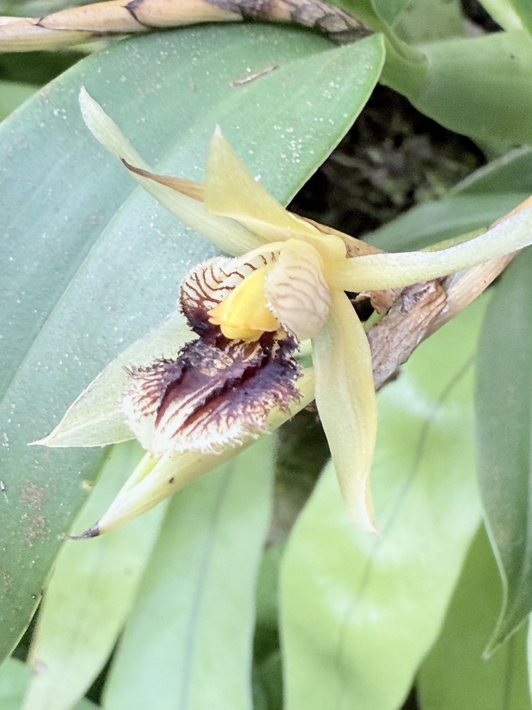 Coelogyne fimbriata Lindl. 2