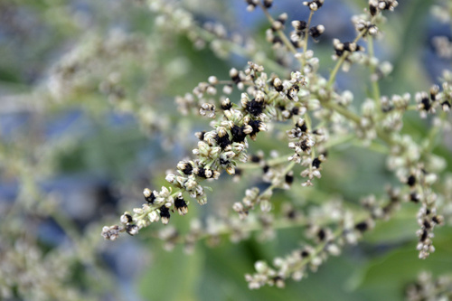 Beta corolliflora
