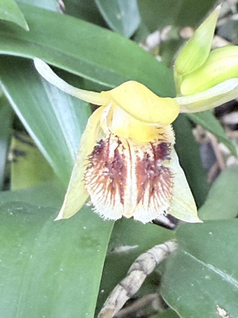 Coelogyne fimbriata