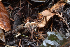 Mycetinis copelandii