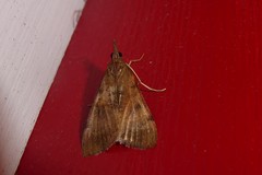 Uresiphita maorialis