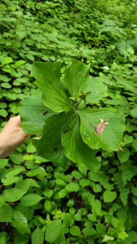 Trillium × hagae iNat (2)