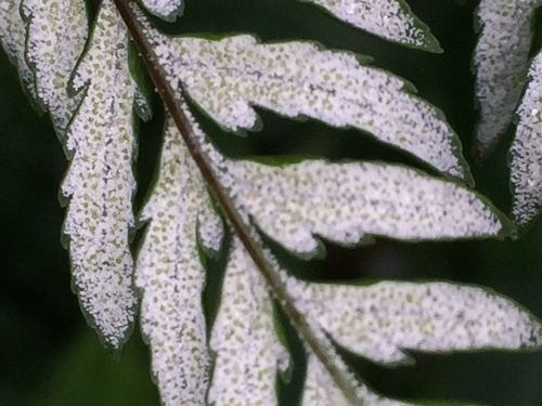 Pityrogramma calomelanos