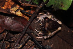 Leptobrachium