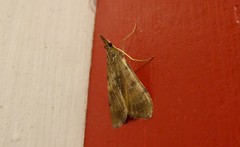 Uresiphita maorialis