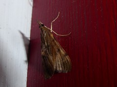 Uresiphita maorialis