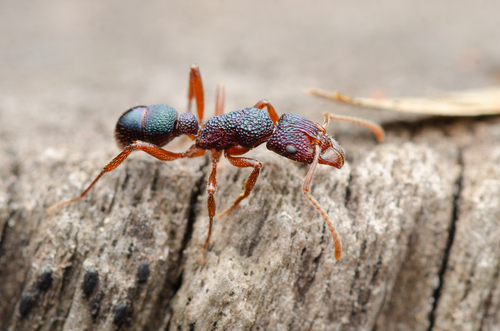 Rhytidoponera scabrior