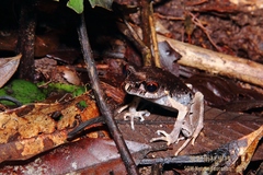 Leptobrachium