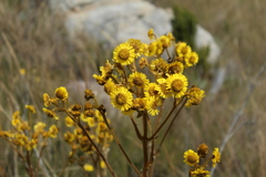 Espeletia boyacensis