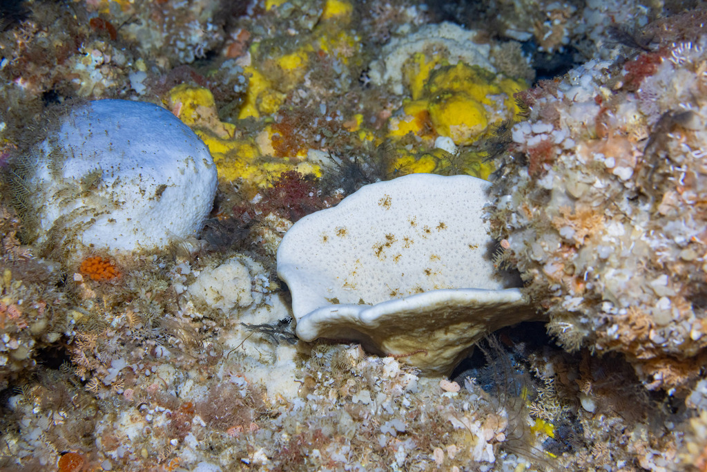Aciculites pulchra