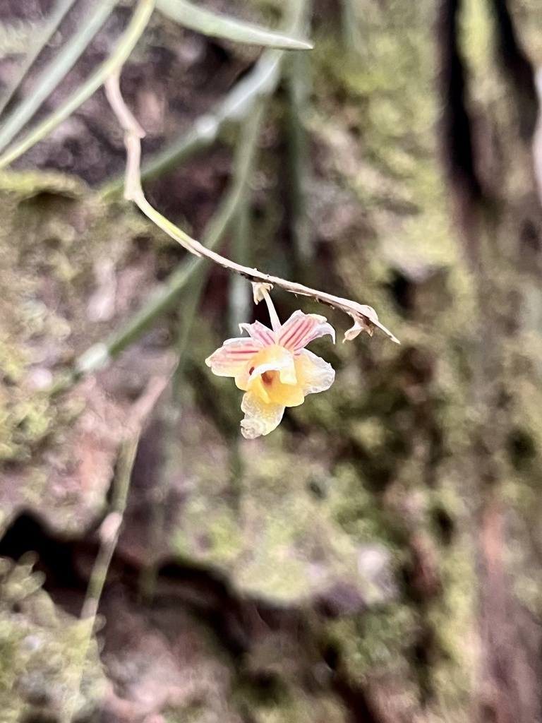 Dendrobium patentilobum Ames & C.Schweinf.