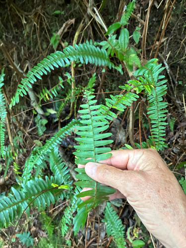 Nephrolepis cordifolia observed 2025-11-01