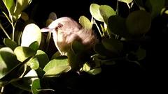 Vireo crassirostris