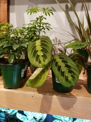 Maranta